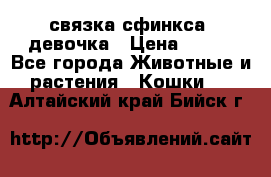 связка сфинкса. девочка › Цена ­ 500 - Все города Животные и растения » Кошки   . Алтайский край,Бийск г.